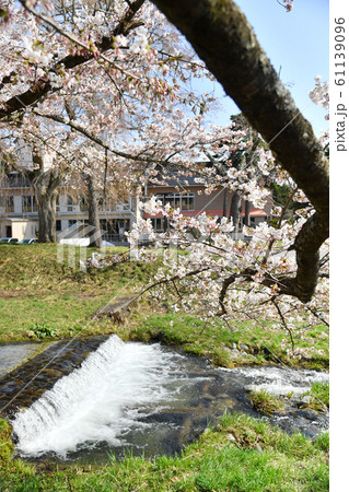 福島県猪苗代町 観音寺川の桜 福島県猪苗代町 観音寺川の桜 61139096