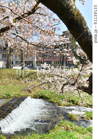 福島県猪苗代町 観音寺川の桜 福島県猪苗代町 観音寺川の桜 61139135