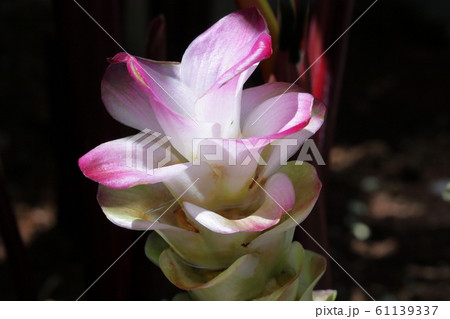 可憐な花 可憐な花 61139337