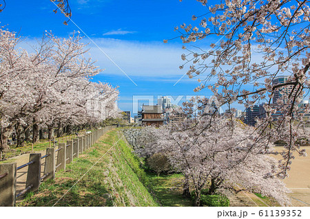 福岡・舞鶴公園の桜 61139352