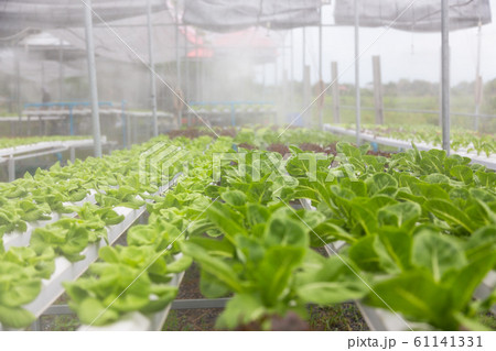 Hydroponics Vegetables Farm 61141331