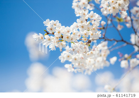 桜 青空 桜 青空 61141719