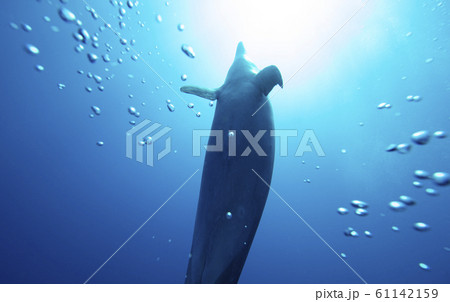 南太平洋のイルカ 南太平洋のイルカ 61142159