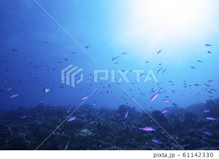 南太平洋の水中風景 61142330