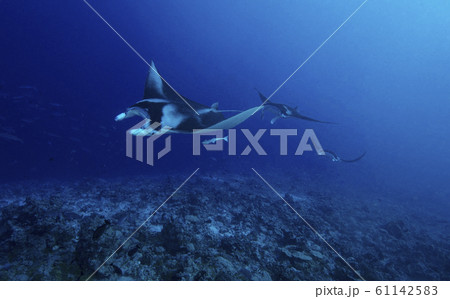 マンタの群れ マンタの群れ 61142583