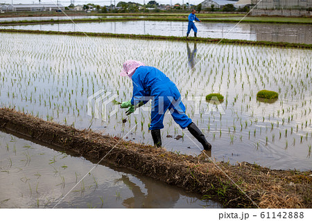 田植え 田植え 61142888