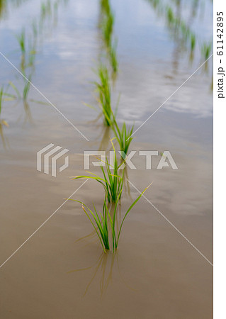 田植え 田植え 61142895