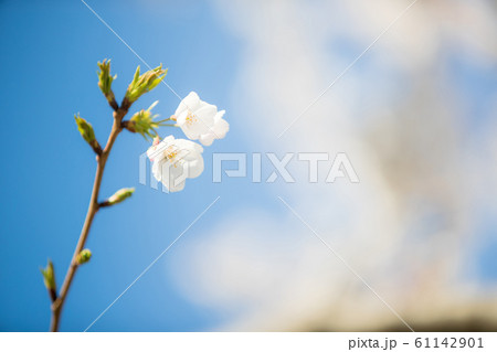 sakura 61142901
