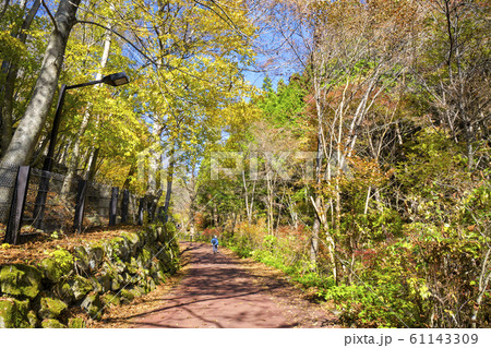 紅葉の都民の森　入口付近の坂 61143309