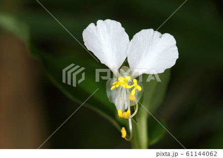 自然　植物　シロバナツユクサ、クレープの様で半透明の白い花びらが美しい 61144062