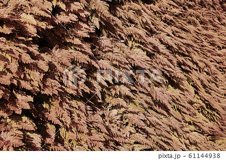紅葉したイヌカタヒバかカタヒバと思われるシダ植物の群生 61144938