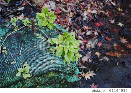 緑色の土嚢に生えた草 61144952