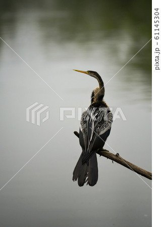 Oriental darter or Indian darter or snakebird perched at keoladeo national park or bird sanctuary, bharatpur, india - Anhinga melanogaster Oriental darter or Indian darter or snakebird perched at keoladeo national park or bird sanctuary, bharatpur, india - Anhinga melanogaster 61145304