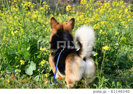 菜の花と一緒 61146340
