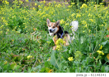 菜の花と一緒 菜の花と一緒 61146341