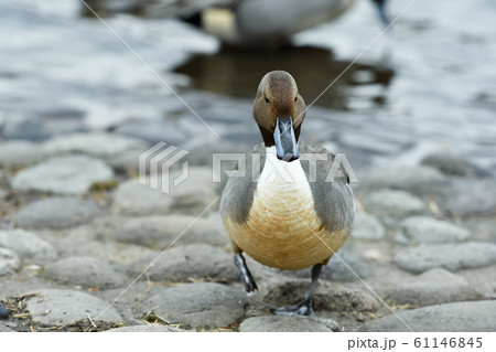 オナガガモ オナガガモ 61146845