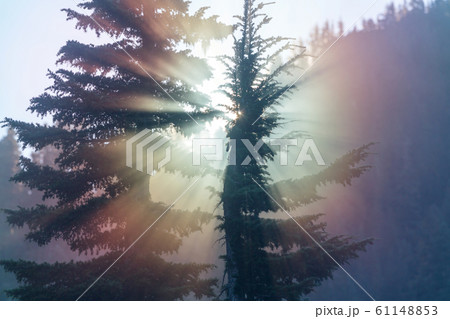 Beams 61148853