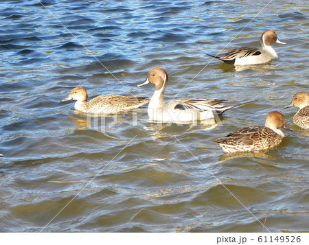稲毛海浜公園の池に来た冬の渡り鳥オナガガモ 稲毛海浜公園の池に来た冬の渡り鳥オナガガモ 61149526