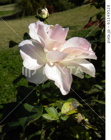 奇麗な白い大きいバラの花 奇麗な白い大きいバラの花 61149528