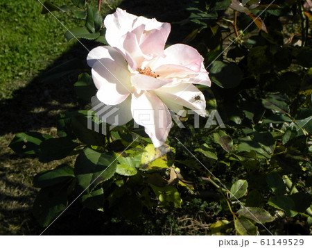 奇麗な白い大きいバラの花 61149529