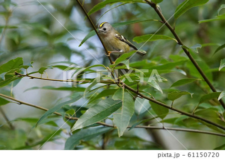 キクイタダキ 61150720