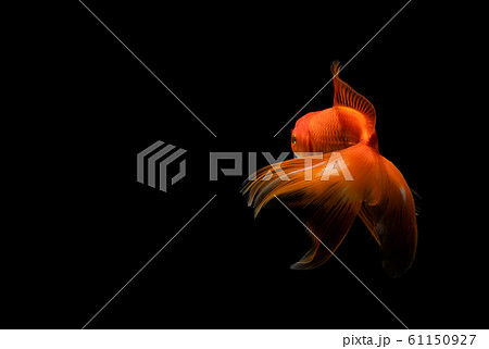 goldfish isolated on a dark black background 61150927