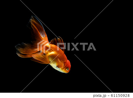 goldfish isolated on a dark black background 61150928