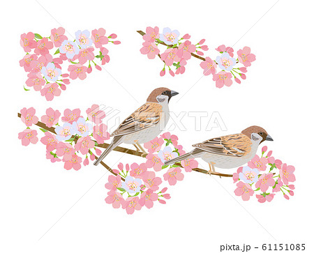 満開の桜とスズメのイラスト素材 [61151085] - PIXTA