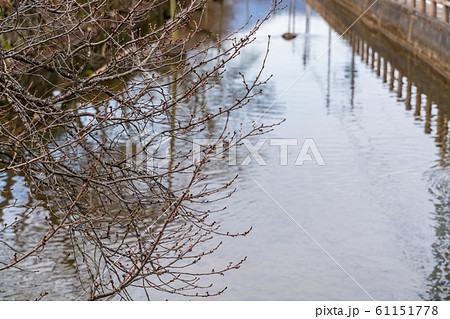 城下町の風景　沢端川　宮城県白石市 61151778