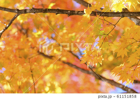綺麗な紅葉 綺麗な紅葉 61151858