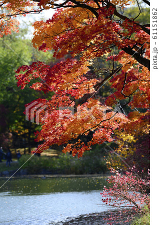 紅葉 池のほとり 61151862