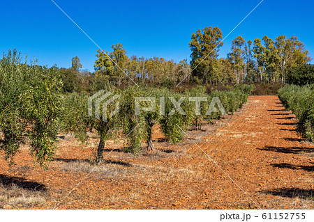 Olive plantations near Merida Caceres in 61152755