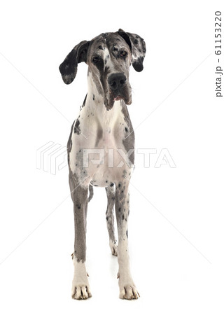 female great dane 61153220