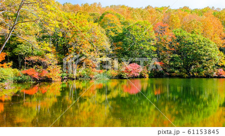 妙高・仙人池の紅葉 61153845