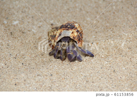 ムラサキオカヤドカリ 61153856