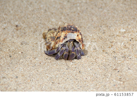 ムラサキオカヤドカリ 61153857