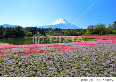 富士山　芝さくら　富士本栖リゾート　春 61154045