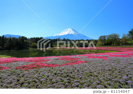 富士山　芝さくら　富士本栖リゾート　春 61154047