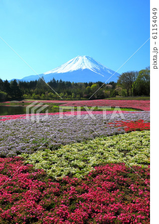 富士山 芝さくら 富士本栖リゾート 春 富士山 芝さくら 富士本栖リゾート 春 61154049