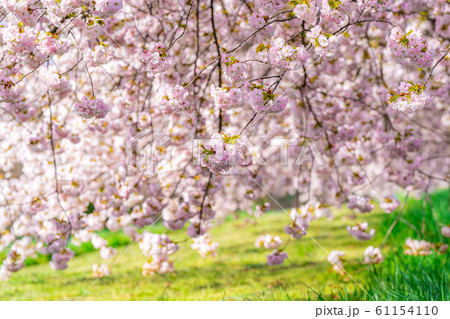 千曲川桜堤 八重桜 桜並木 【長野県】 千曲川桜堤 八重桜 桜並木 【長野県】 61154110