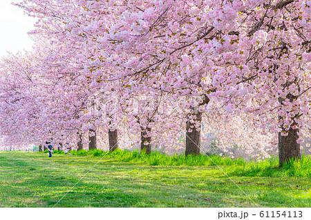 千曲川桜堤　八重桜　桜並木　【長野県】 61154113
