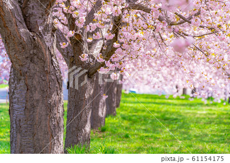 千曲川桜堤 八重桜 桜並木 【長野県】 千曲川桜堤 八重桜 桜並木 【長野県】 61154175