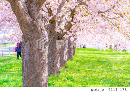 千曲川桜堤 八重桜 桜並木 【長野県】 千曲川桜堤 八重桜 桜並木 【長野県】 61154178
