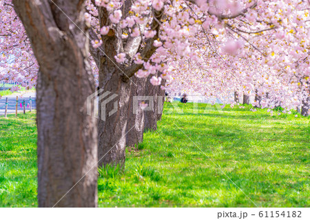 千曲川桜堤 八重桜 桜並木 【長野県】 千曲川桜堤 八重桜 桜並木 【長野県】 61154182