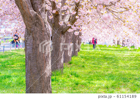 千曲川桜堤　八重桜　桜並木　【長野県】 61154189