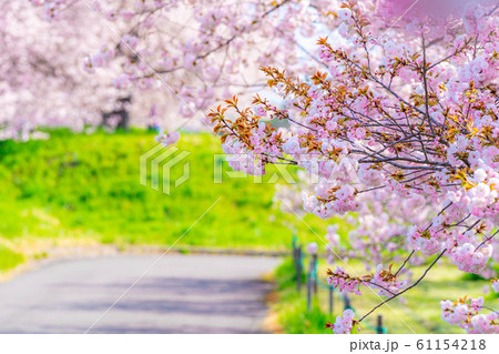千曲川桜堤　八重桜　桜並木　【長野県】 61154218
