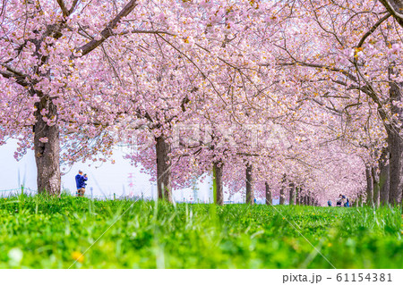 千曲川桜堤　八重桜　桜並木　【長野県】 61154381