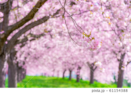 千曲川桜堤　八重桜　桜並木　【長野県】 61154388