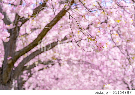 千曲川桜堤 八重桜 桜並木 【長野県】 千曲川桜堤 八重桜 桜並木 【長野県】 61154397