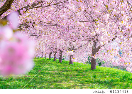 千曲川桜堤 八重桜 桜並木 【長野県】 千曲川桜堤 八重桜 桜並木 【長野県】 61154413
